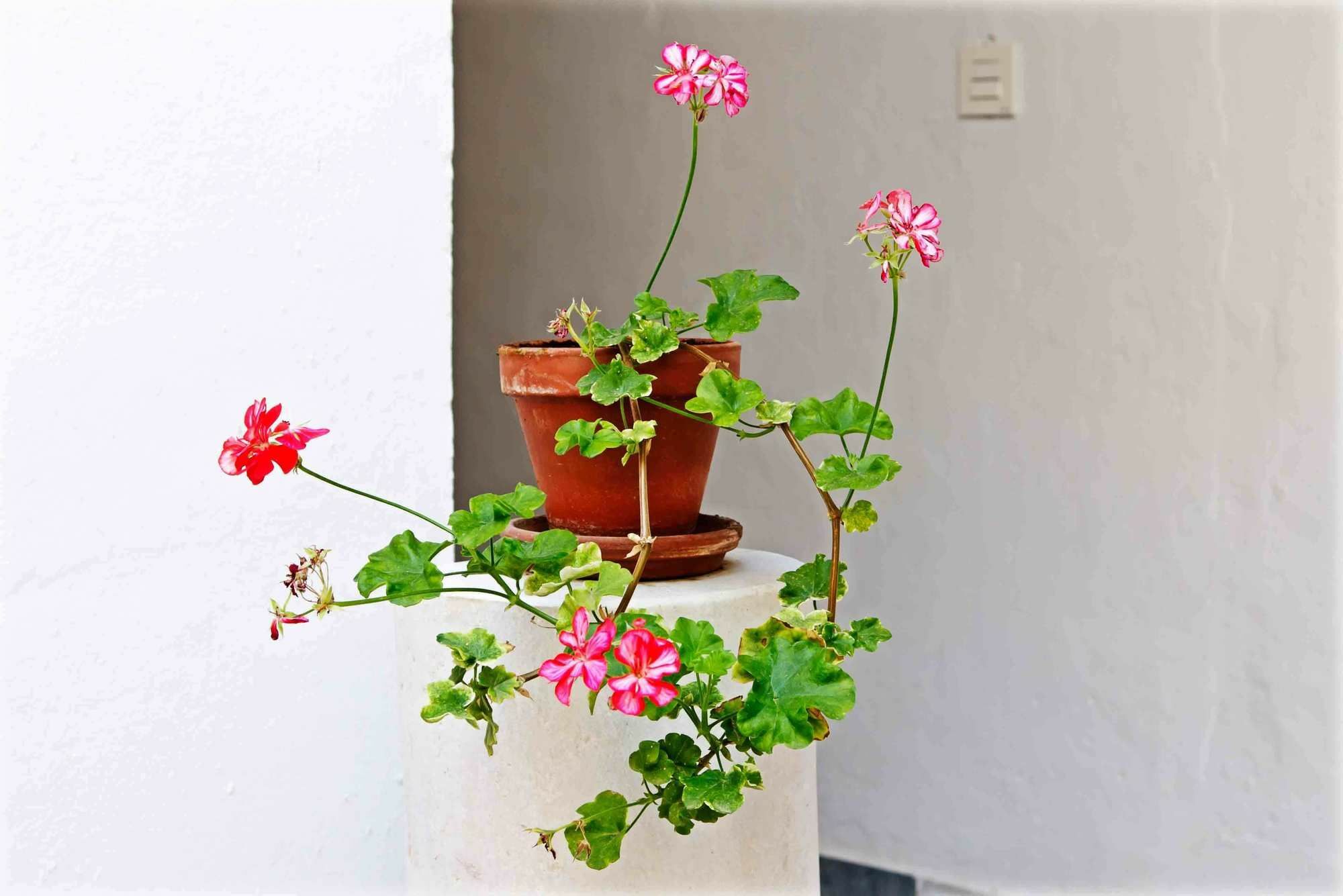 Selecta Apartments Los Venerables Sevilla Kültér fotó